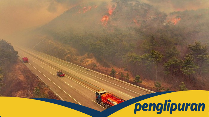Tragedi Kebakaran Hutan Korsel: Angka Korban Meningkat, Sejumlah Orang Terluka