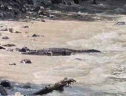 “Kecaman Besar! Ada Buaya di Pantai Merak Belantung, Berenang Jadi Tabu bagi Warga”