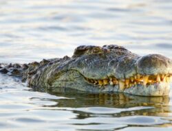 Tragedi Sungai Berau: Buaya 5 Meter Tenggelamkan Bocah