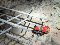 Kecoa Cyborg dari Singapura: Solusi Inovatif dalam Bencana Gempa Myanmar!