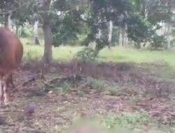 Tragedi Mengerikan: Pria di Sulsel Tewas karena Terlilit Tali Sapi Peliharaan
