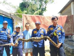 Ular Sanca 4 Meter ‘Mangsa’ Ayam Ternak Bogor, Damkar Segera Turun Tangan!