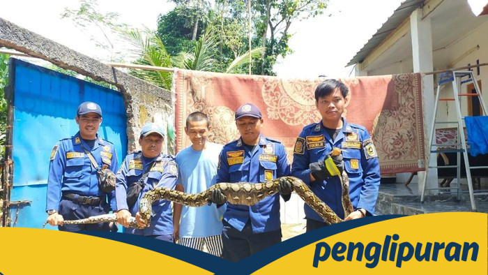Ular Sanca 4 Meter 'Mangsa' Ayam Ternak Bogor, Damkar Segera Turun Tangan!