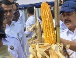 Menteri Agus Berhasil Panen Jagung di Lapas Gladakan Bersama 15 Napi