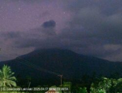 Erupsi Gunung Lewotobi Laki-laki Kolom Abu 700 Meter