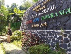 Pendakian Gede Pangrango Kembali Beraksi! Jalur Ditutup 3 Pekan, Sekarang Dibuka Lagi
