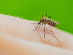 “Peringatan Malaria di Indonesia: Wilayah Timur Menjadi Tepat Sasaran”