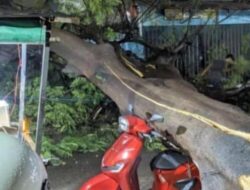 Tragedi di Gunungputri Bogor: Pohon Runtuh, Tiga Pemotor Terluka