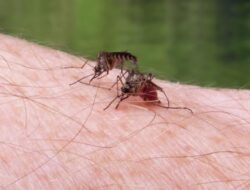 Krisis Malaria di RI: WHO Perkirakan 1,1 Juta Kasus, Namun Deteksi Hanya 50%