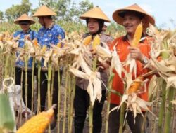 Jagung Berbola, Swasembada Pangan dalam Genggaman Irwasum Polri!