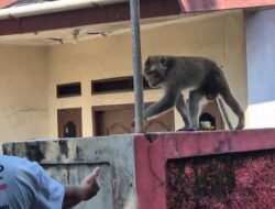 Monyet Liar Terkucilkan di Depok, Damkar Terkejut saat Aksi Penangkapan Gagal