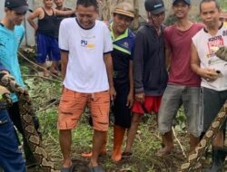 3 Meter Ular Sanca Hinggap di Depok, Damkar Tangani Kondisi Darurat