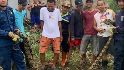 3 Meter Ular Sanca Hinggap di Depok, Damkar Tangani Kondisi Darurat
