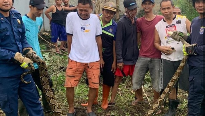 3 Meter Ular Sanca Hinggap di Depok, Damkar Tangani Kondisi Darurat
