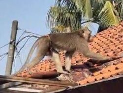 Usai Berhari-hari Menyusahkan, Monyet Depok Akhirnya Dikataskan!