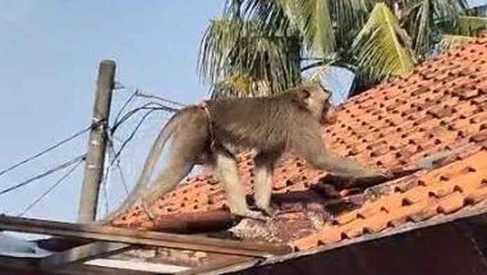 Usai Berhari-hari Menyusahkan, Monyet Depok Akhirnya Dikataskan!
