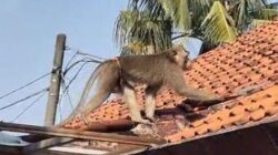 Warga Depok Bersorak Kecil-kecil, Monyet Pemicu Chaos Ditangkap