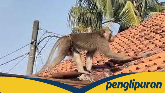 Warga Depok Bersorak Kecil-kecil, Monyet Pemicu Chaos Ditangkap