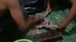 **Viral Atlet Binaraga di Malang, Ayam Tiren dan Risiko Kesehatan**