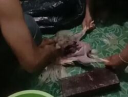 **Viral Atlet Binaraga di Malang, Ayam Tiren dan Risiko Kesehatan**