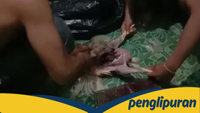 **Viral Atlet Binaraga di Malang, Ayam Tiren dan Risiko Kesehatan**