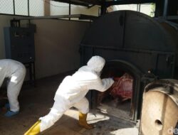 Daging Celeng 2,9 Ton Selundupan Lampung ke Palangkaraya Dimusnahkan, Bongkar Rute Ilegal yang Mengejutkan