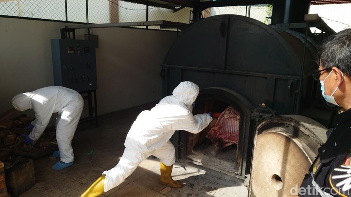 Daging Celeng 2,9 Ton Selundupan Lampung ke Palangkaraya Dimusnahkan, Bongkar Rute Ilegal yang Mengejutkan
