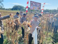 **Polres Halmahera Utara Gelar Panen Raya Jagung, Sinergitas TNI-Polri Berkontribusi pada Ketahanan Pangan**