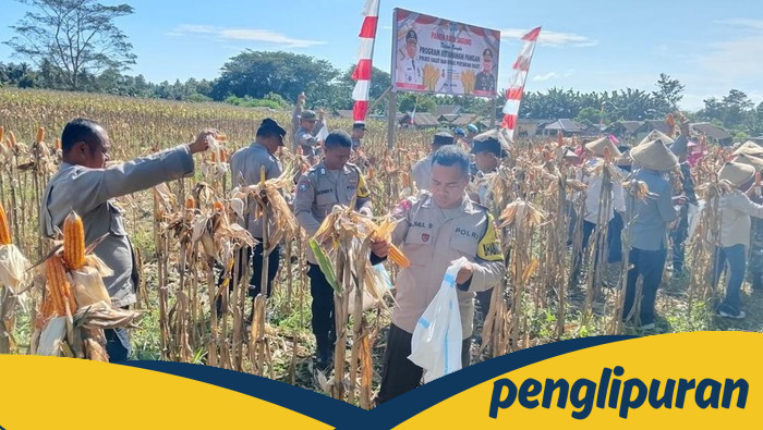 **Polres Halmahera Utara Gelar Panen Raya Jagung, Sinergitas TNI-Polri Berkontribusi pada Ketahanan Pangan**