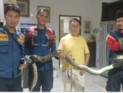 Hiii! Ular Sanca 3 Meter Muncul di Belakang Kompor Warga Bogor