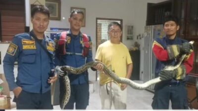 Hiii! Ular Sanca 3 Meter Muncul di Belakang Kompor Warga Bogor