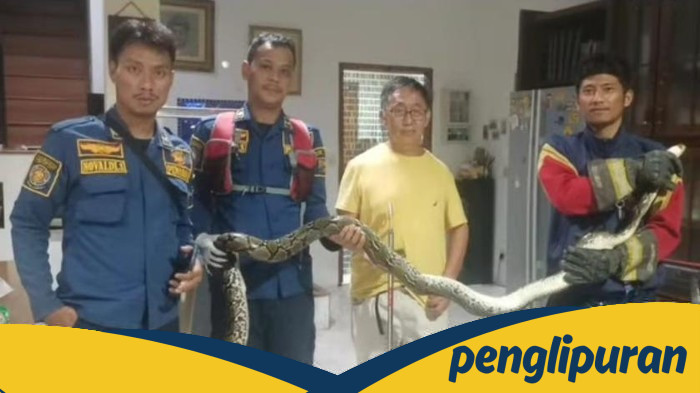 Hiii! Ular Sanca 3 Meter Muncul di Belakang Kompor Warga Bogor