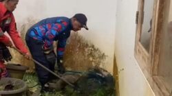 Warga Bogor Terkejut, 3 Musang Masuk Rumah, Damkar Turun Tangan!
