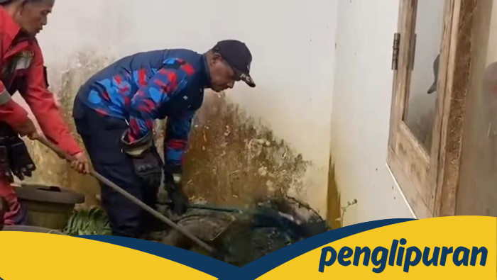 Warga Bogor Terkejut, 3 Musang Masuk Rumah, Damkar Turun Tangan!