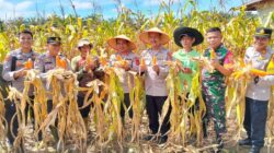 Polda Jambi Berkontribusi Besar, 46 Ton Jagung Dukung Ketahanan Pangan