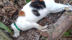 Geger Belasan Kucing di Malang Mati Mendadak, Kejang-Lidah Membiru, Sebanyak 15 Ekor Kucing Tewas dalam Tiga Hari