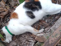 Geger Belasan Kucing di Malang Mati Mendadak, Kejang-Lidah Membiru, Sebanyak 15 Ekor Kucing Tewas dalam Tiga Hari