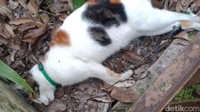 Geger Belasan Kucing di Malang Mati Mendadak, Kejang-Lidah Membiru, Sebanyak 15 Ekor Kucing Tewas dalam Tiga Hari