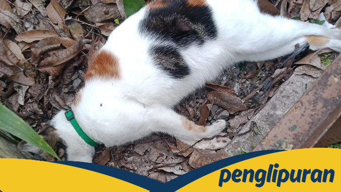Geger Belasan Kucing di Malang Mati Mendadak, Kejang-Lidah Membiru, Sebanyak 15 Ekor Kucing Tewas dalam Tiga Hari