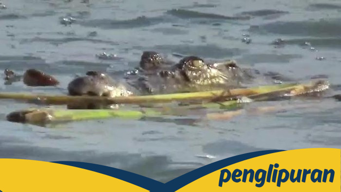 Ngilu! Tragedi Peternak Udang di OKI: Tangan Putus Akibat Serangan Buaya