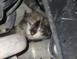 Tragedi Mengejutkan: Anak Kucing di Palembang Terjebak dalam Mesin Motor, Pemilik Panggil Damkar!