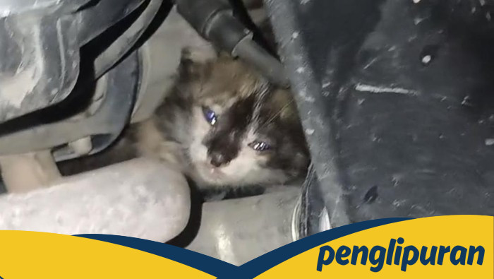 Tragedi Mengejutkan: Anak Kucing di Palembang Terjebak dalam Mesin Motor, Pemilik Panggil Damkar!