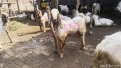 **”Kambing sebagai Kurban untuk Keluarga: Bolehkah?”**