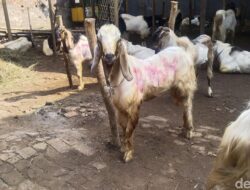 **”Kambing sebagai Kurban untuk Keluarga: Bolehkah?”**