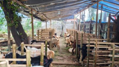 “Warga Takjub, Hewan Kurban Ichsan Jualannya Laris! Ini Rahasianya…”