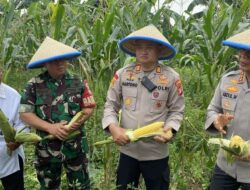 Dukung Ketahanan Pangan, Polres Depok Panen 2 Ton Jagung