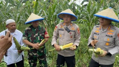 Dukung Ketahanan Pangan, Polres Depok Panen 2 Ton Jagung