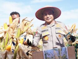 **Potret Panen Raya Jagung di Riau: Dari Rohul hingga Pelalawan, Rejeki Melimpah atau Krisis Pertanian?**