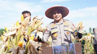 **Potret Panen Raya Jagung di Riau: Dari Rohul hingga Pelalawan, Rejeki Melimpah atau Krisis Pertanian?**