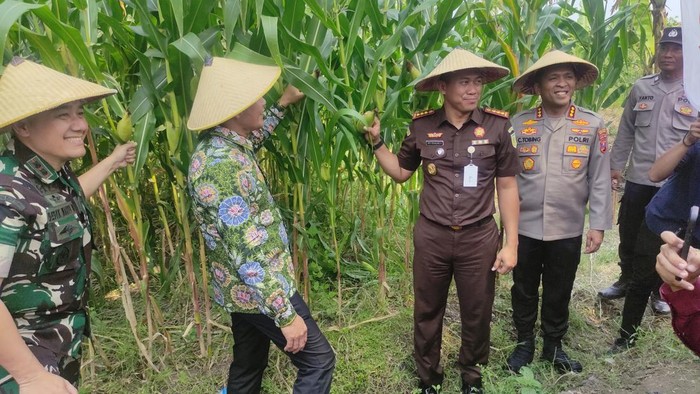 Dukung Swasembada, Forkopimda Sidoarjo Gelar Panen Raya Jagung Serentak!